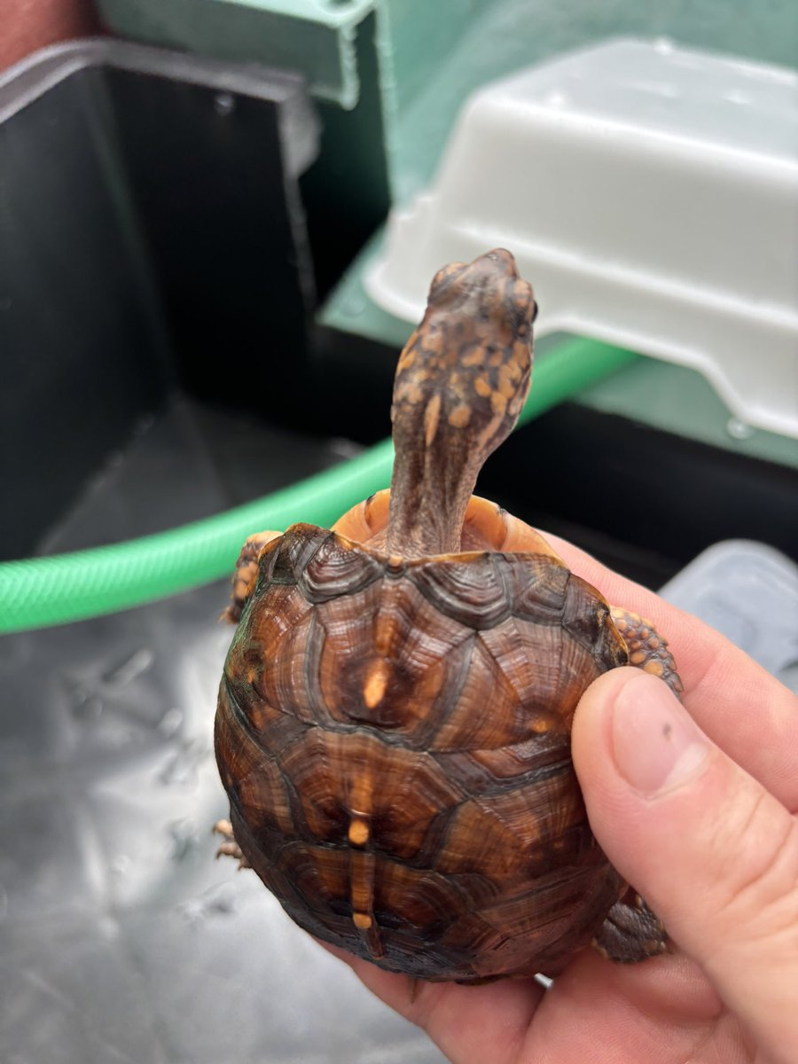 TBOXT2025's tweet photo. トウブハコガメ

@COLORFU02191879 さんcb

派手になってきた🐢 https://t.co/BKGQDBJCU4