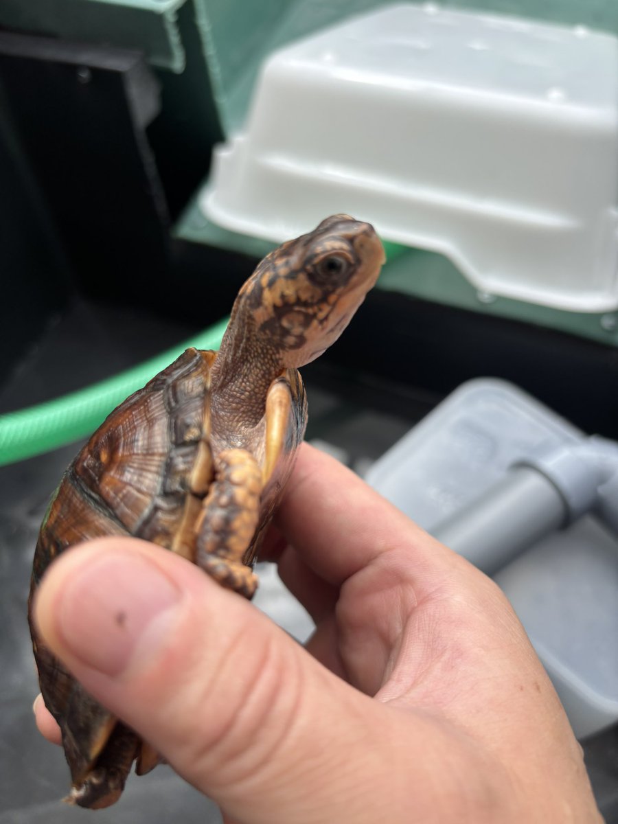TBOXT2025's tweet photo. トウブハコガメ

@COLORFU02191879 さんcb

派手になってきた🐢 https://t.co/BKGQDBJCU4