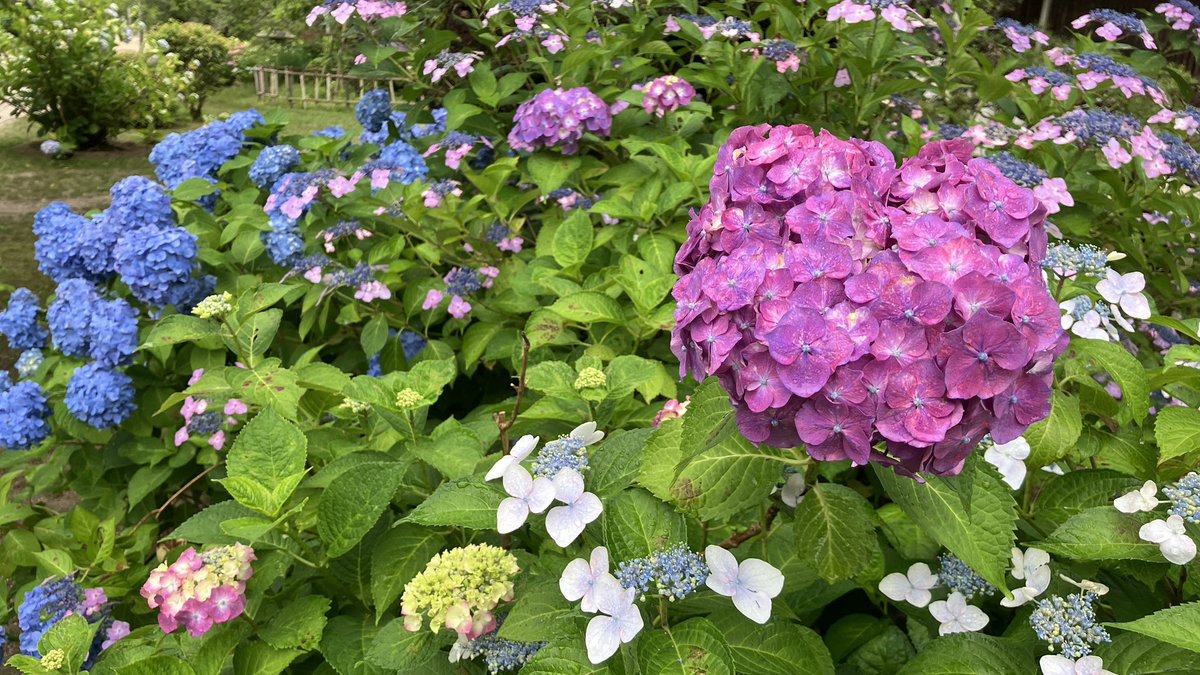 ishiningyo's tweet photo. ついでに今朝の城山花菖蒲園周辺を。アジサイがよく咲いてます https://t.co/BkOrXhDlUQ