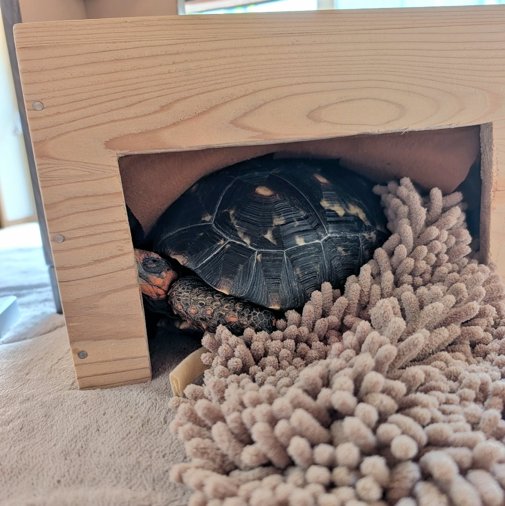 TortoiseRojo's tweet photo. 本日のカメ占い　大吉
あっ起こしてごめん〜 https://t.co/cBLw5klO3p