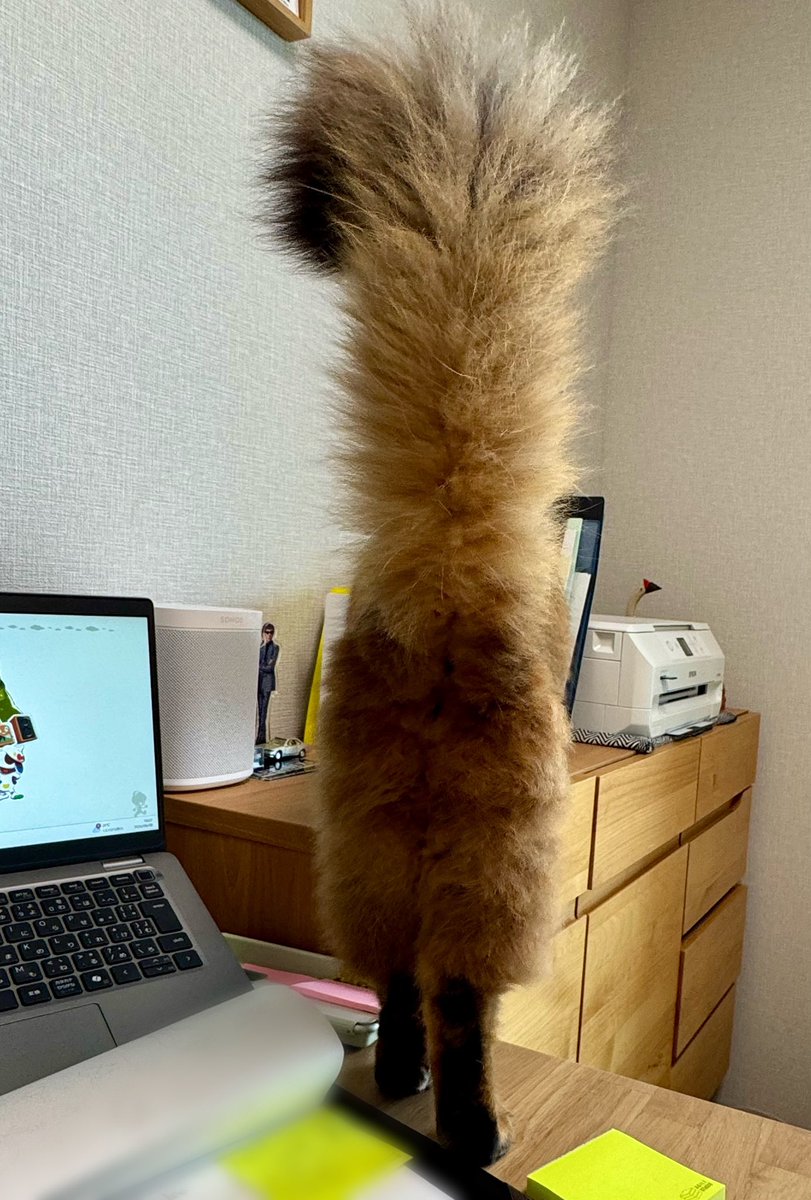 keropontan's tweet photo. 月曜日のモフしり https://t.co/1Bg1yxJGO2