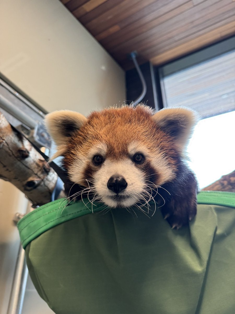 StreamingOurZoo's tweet photo. Please join us in wishing Kiki a very happy 7th birthday! 💖🥳 https://t.co/JqqASuODpL