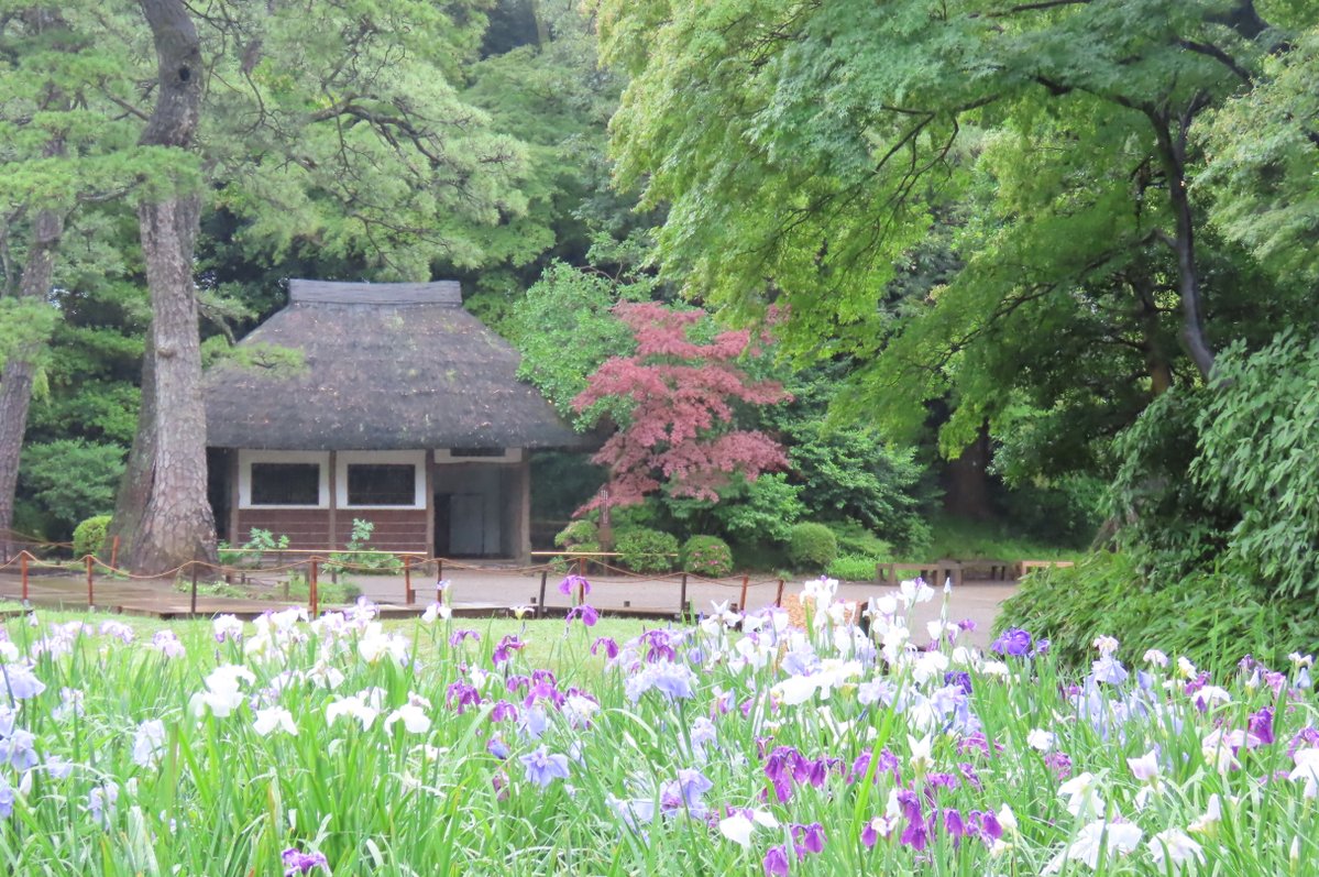KorakuenGarden's tweet photo. 新緑に包まれた菖蒲田や稲田が、梅雨入りした昨夜からの雨に潤い、ハナショウブやイネにしっとりと宿った水滴が美しく輝いています。

#小石川後楽園 #日本庭園 #文京区 #ハナショウブ https://t.co/gj8fBFcyLp