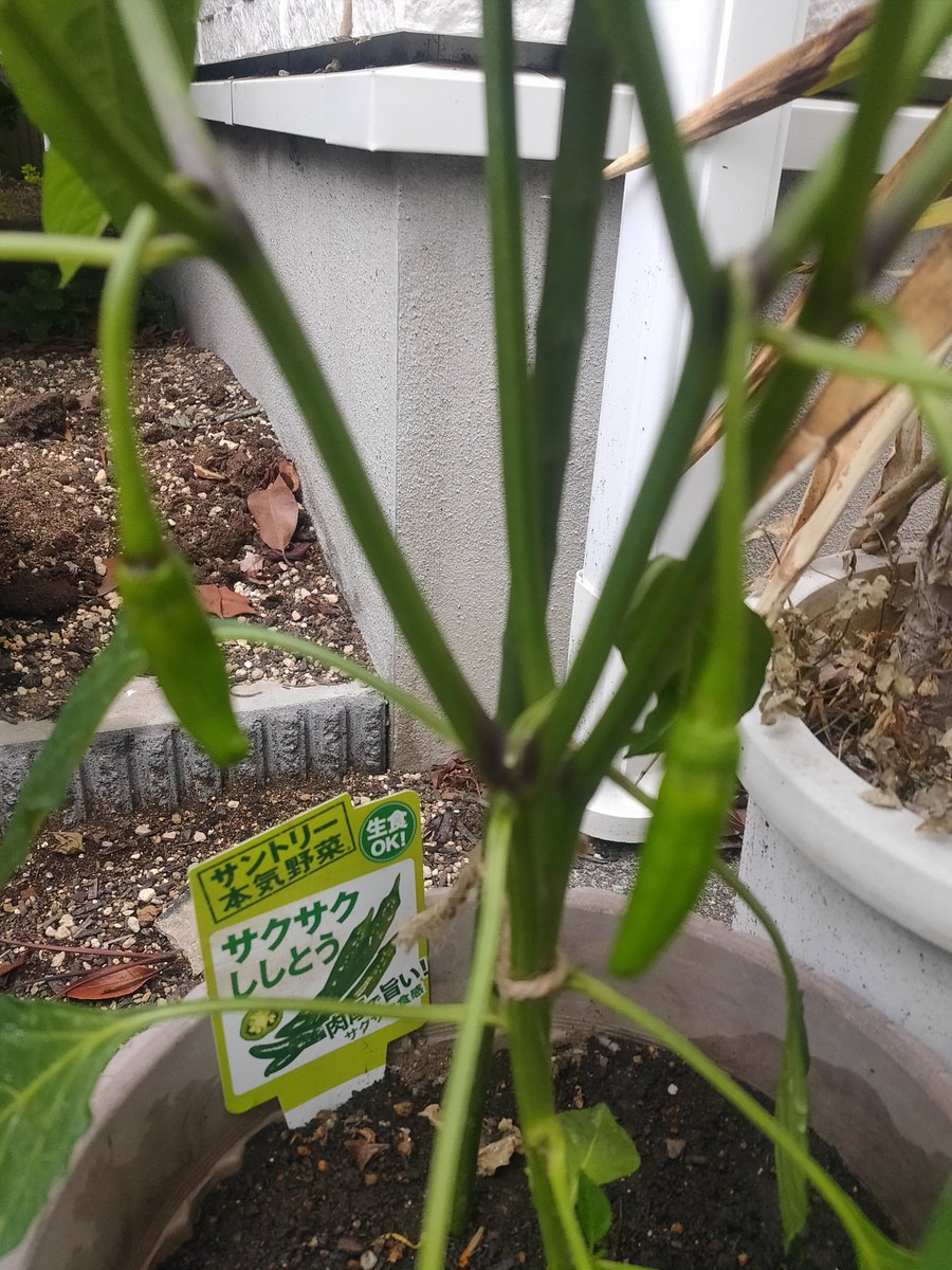 AA_accountant_'s tweet photo. おはようございます。
ついに梅雨入りですね。。。
シシトウも少しずつ成長してます。
#家庭菜園 https://t.co/CvZfeeeH6Z