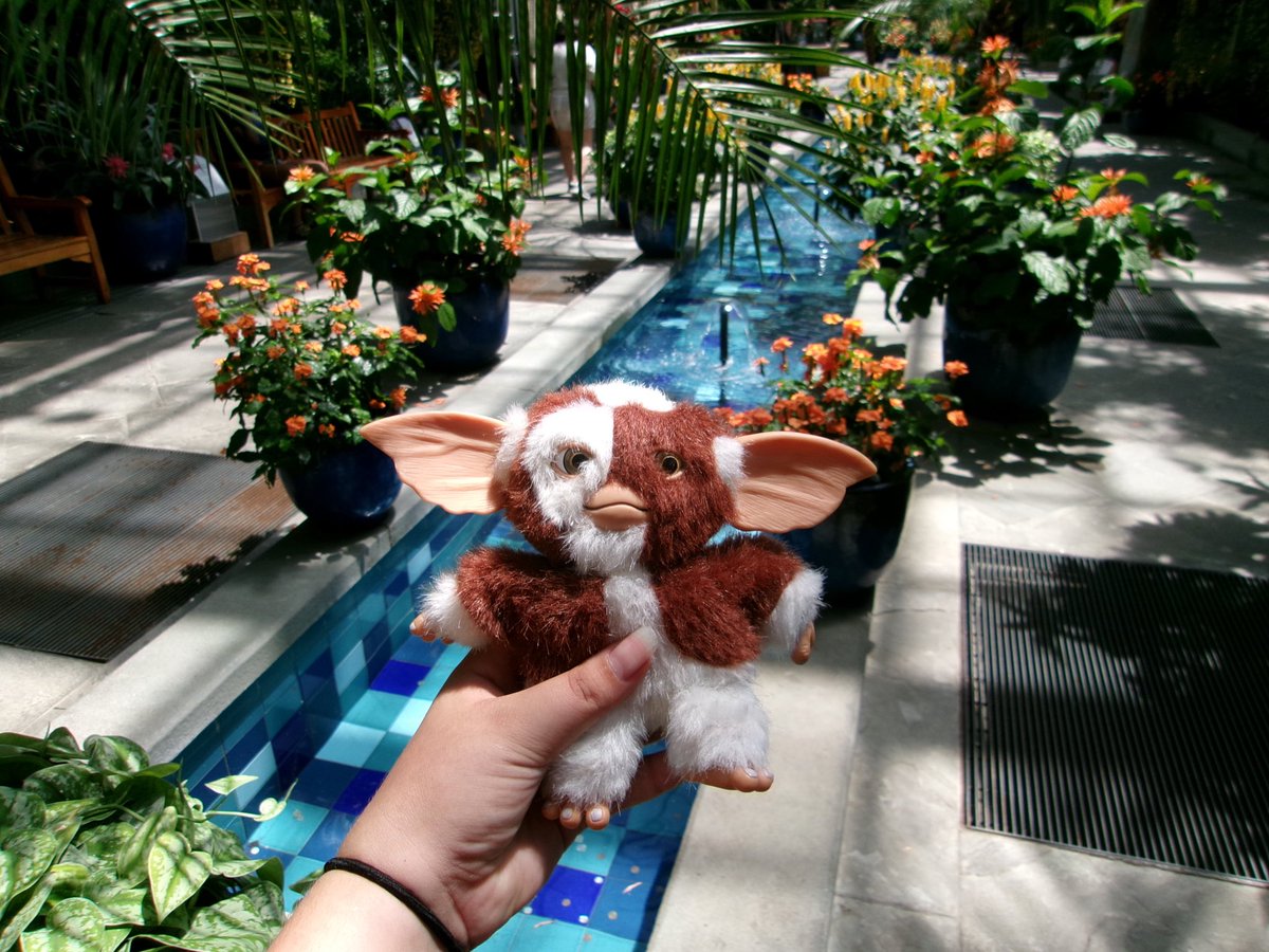 Caydurrr's tweet photo. Gizmo went to da botanical gardens today
#gizmo #gizmogremlins #ilovegizmo https://t.co/5dAGyXhVFt