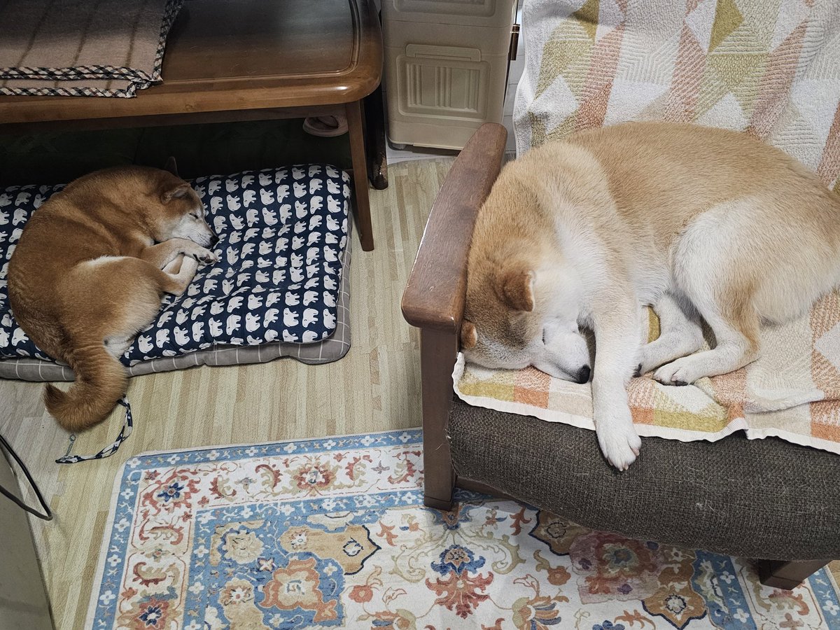 samson0115's tweet photo. #柴犬夫婦のそれぞれのお昼寝スタイル
🐕‍🦺✨️💫💭💤
🦮✨️💫💭💤 https://t.co/Z6Fhhmrd0m