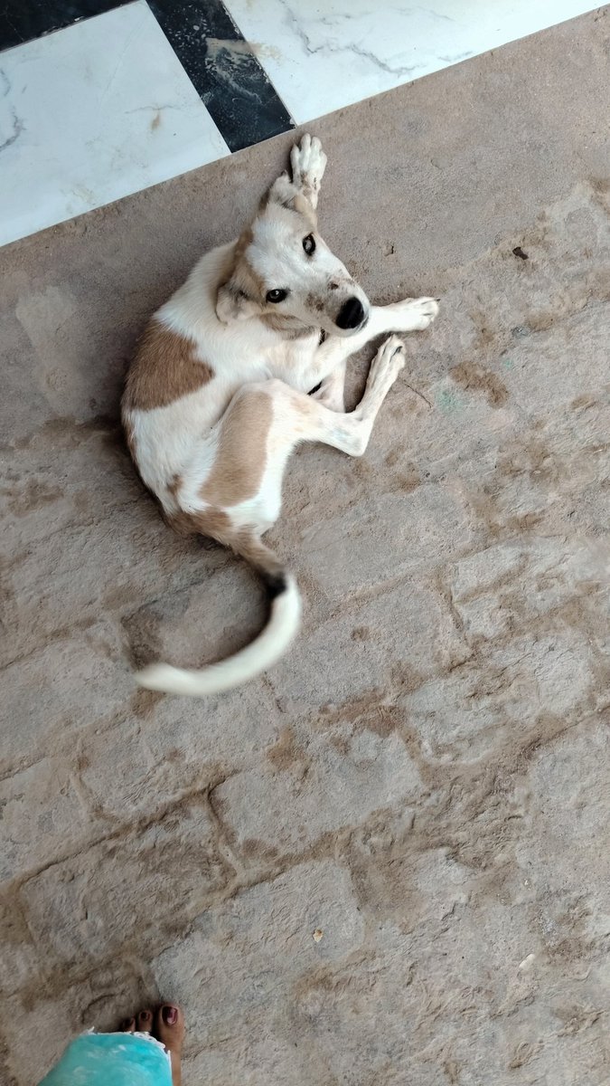CalmJonny's tweet photo. घर के बाहर एक मेहमान बिना निमंत्रण के आया था।
पानी दिया, खाना दिया, थोड़ी छाँव दी...
अब हालत ये है कि वो जाने का नाम नहीं ले रहा और लगता है घर का असली मालिक खुद को ही समझने लगा है! 🐶😂
#UninvitedGuest #DogLife #GharKaNayaMember https://t.co/26VYTPw4Lt