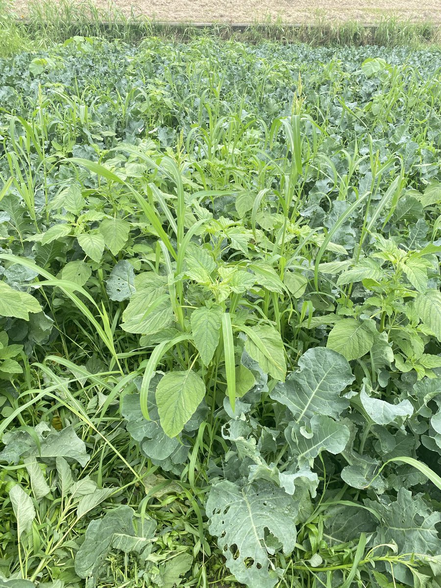 base_sns's tweet photo. 最近の雨で畑の草がヤバい💦

朝から手で抜きました🌱

頑張ったんじゃないで��ょうか👏

後少し端っこを草刈機でして、昼からはAmazonの広告調整とebay出品します。

既にへとへと🥶 https://t.co/B1OCZ4X24W