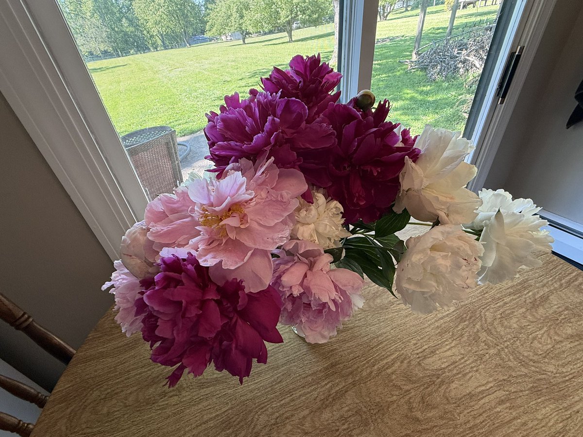 age_of_machine's tweet photo. My house smells incredible currently ☺️ I love peony season https://t.co/YAimlimn53