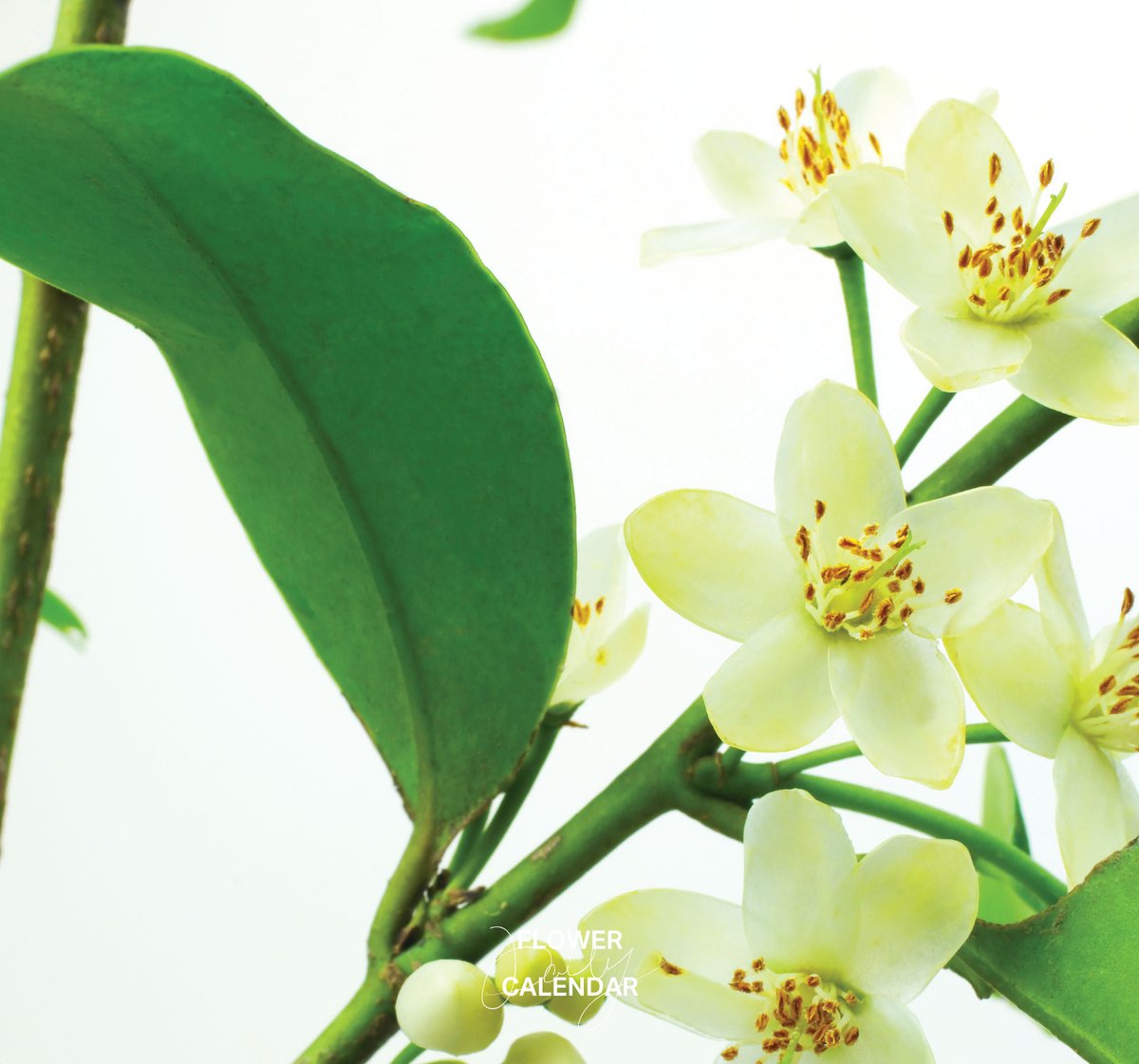 543life's tweet photo. サカキ｜花の日めくり

花言葉「神を尊ぶ」

サカキ科の常緑小高木で、神棚や祭壇などに供える神聖な木として大切にされました。
梅雨の時期に小さな白い花を葉陰に咲かせます。

関東以南の温暖な地域に生育し、名前は神と人の領域の「境目の木」という意味もあります。

▼暦生活｜日本の季節を楽しむ暮らし｜365日、毎日暦のお話をお届けします♪
https://t.co/xJV2YNFSOr
