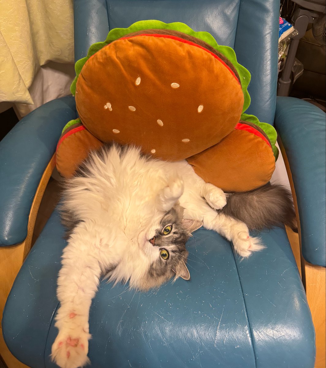 reomafu's tweet photo. 親方‼️猫がハンバーガーに喰われてます‼️‼️‼️🍔🐱 https://t.co/s0ubwRWczg