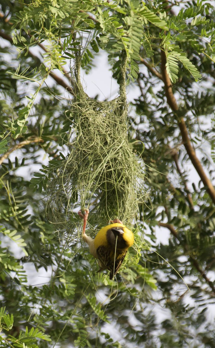 AlNature21's tweet photo. Site selction is very important before you start building! :)
Sometime also called as Engineer Bird- The Baya Weaver 
#IndiAves https://t.co/7XWDzaBu2v
