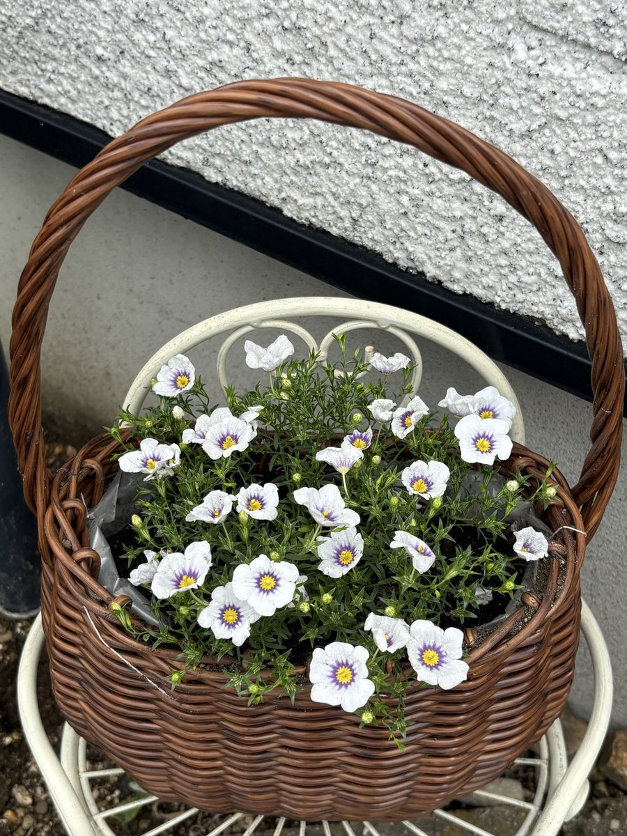Maple984160's tweet photo. 夏は世話が大変だから買わない、と思ってたのに…見るだけではすまなかった。
最近は安いプラ鉢では満足がいかず…
ちょっとだけ凝ってみた。

#ニューレンベルギア #斑入りポーチュラカ #ハニーアンドミルク #ppラタンかご #花好きさんと繋がりたい https://t.co/4GMiPC20up