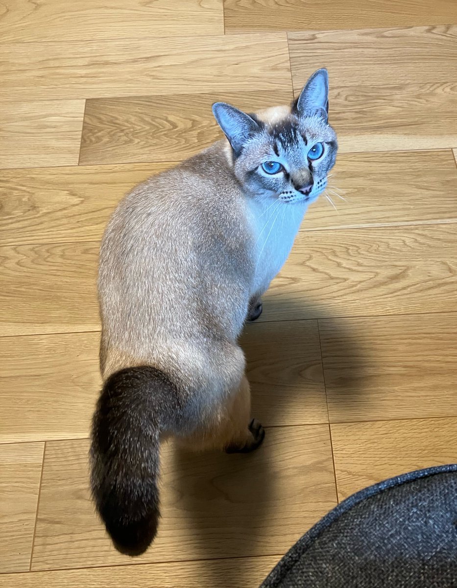 _roro_cat_'s tweet photo. おしりトントンして！ https://t.co/0Gw2xJzt8c
