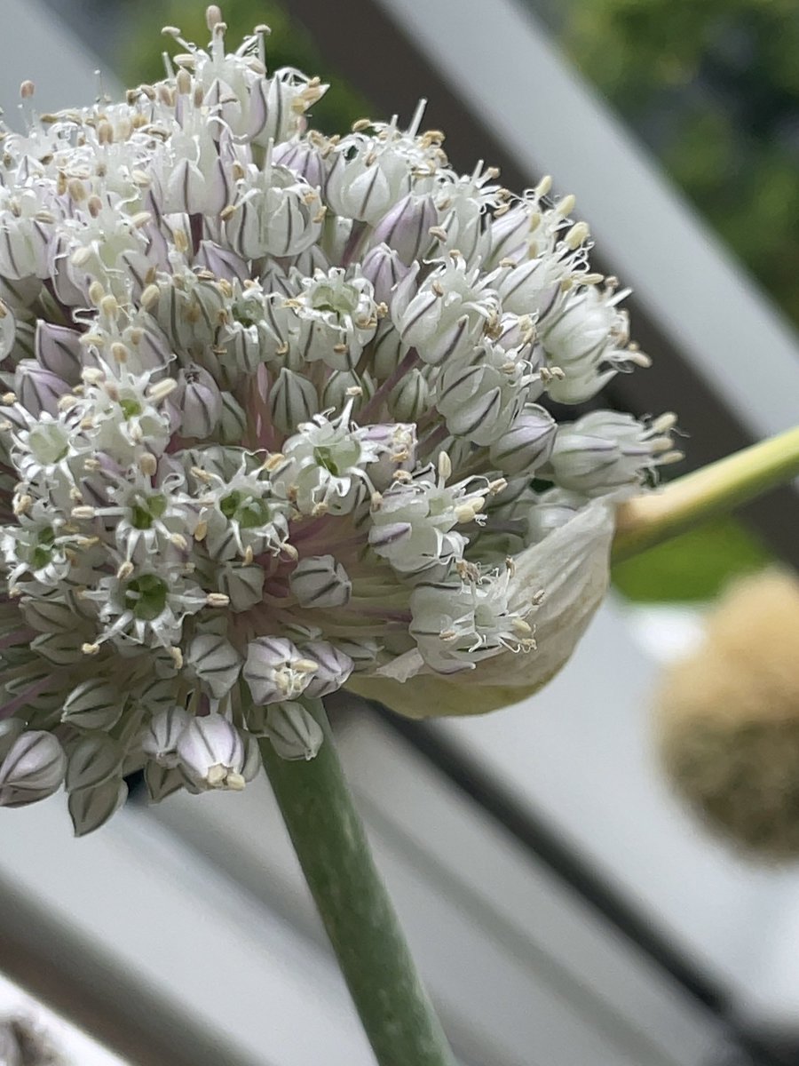 ayafarm2022's tweet photo. 謎な葉っぱの花が開花した。
エレガントな、白と薄紫と黄緑色の花。

ピョーんて伸びてた箇所
こういう仕組みだったのか🤔

ご覧あれ😄

#家庭菜園
#ベランダ菜園
#開花 https://t.co/KKE415XPyI