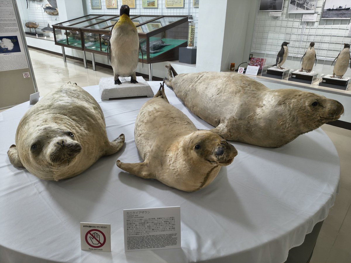 a546321's tweet photo. 魚だけじゃなくて海洋生物の剥製もすごい https://t.co/6V2YTNlNZo