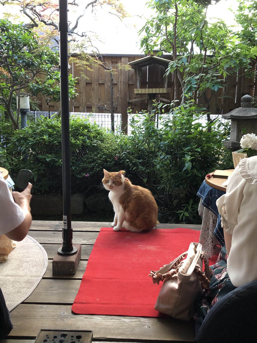 sainaochin's tweet photo. しのカフェの看板猫
あめちゃん
ゆきちゃん
しのすけ
かわいい。 https://t.co/fFoFX8scbY