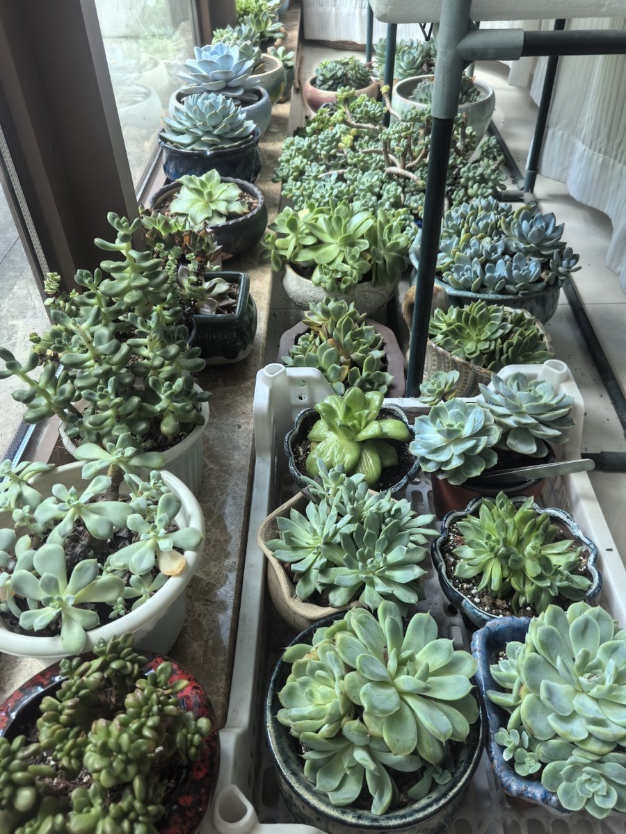 BL1105's tweet photo. Just clocked 10 mins of "desk meditation" — my plant’s judging my screen time, but it’s giving major zen vibes https://t.co/jmfaMVhZPr