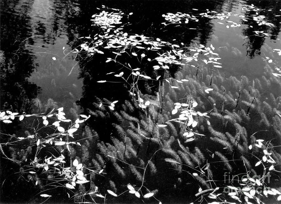 MASSTERWORKS's tweet photo. Leaves On Pool
California, C. 1935
by Ansel Adams https://t.co/wYfSdYvdaU