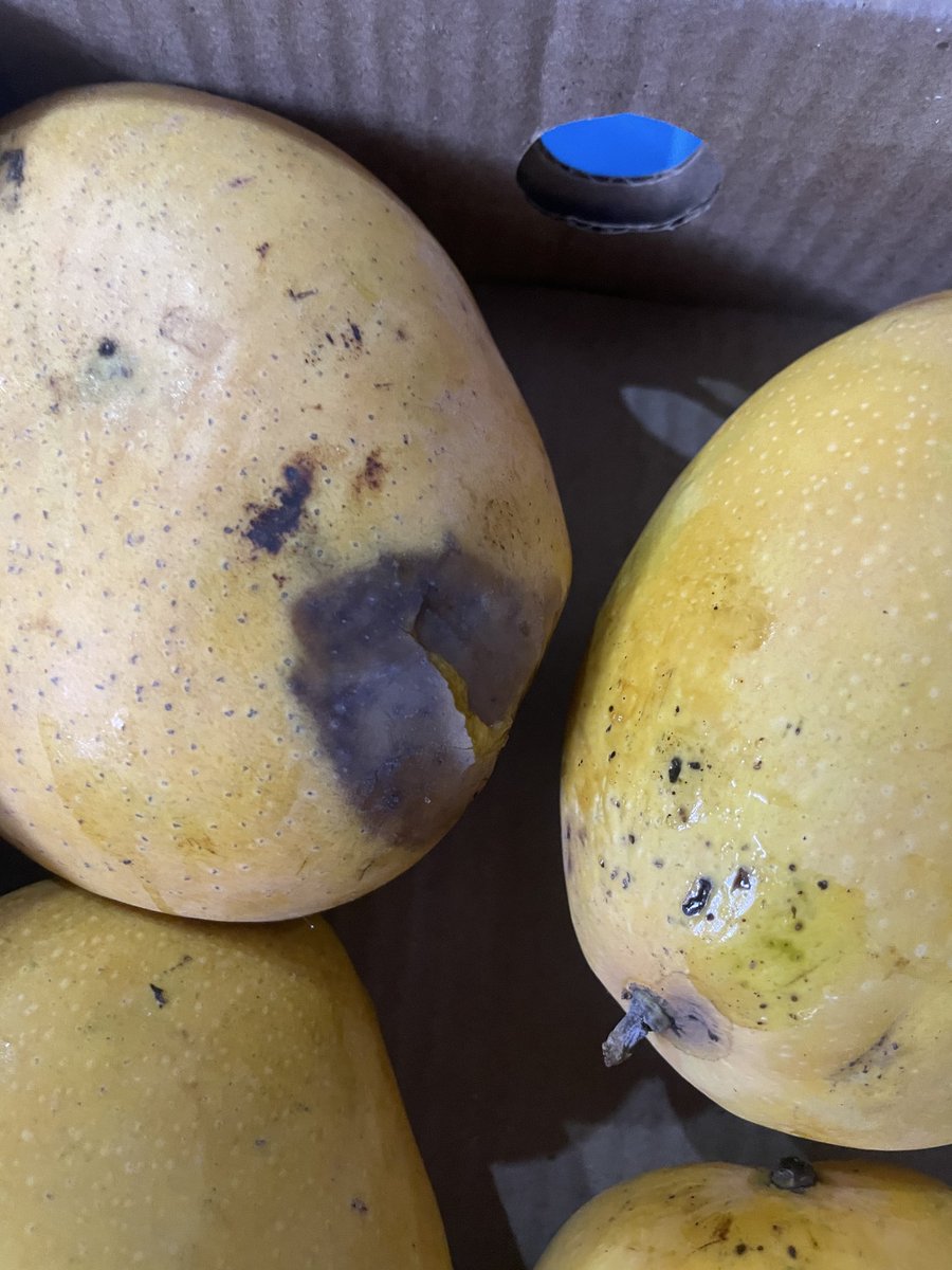 MouryaK7's tweet photo. @JioMart @JioMart_Support there are two issues with order that was delivered to me today. 1. Mangoes are rotten and 2. Campa is missing. Pls look into this and resolve.
Delivery partners can’t ask or wait for checking the items before giving otp 
Order Id: JM6A258B1B016004A0F7 https://t.co/FF3x4iUegR