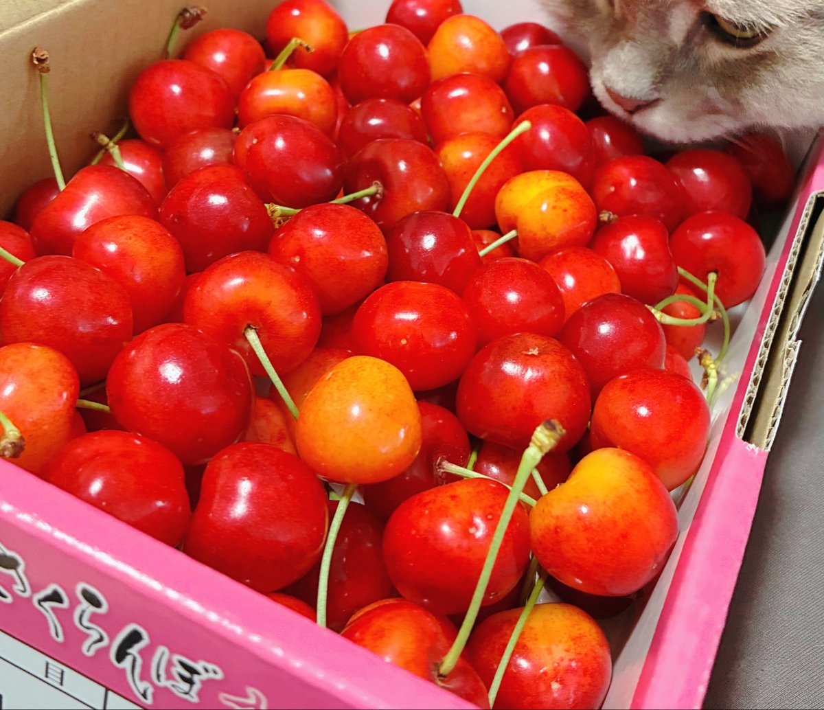 0cojp's tweet photo. 頂き物( ᐛ )ｳﾏｰ
宝石箱やー https://t.co/W0UGP35wh3