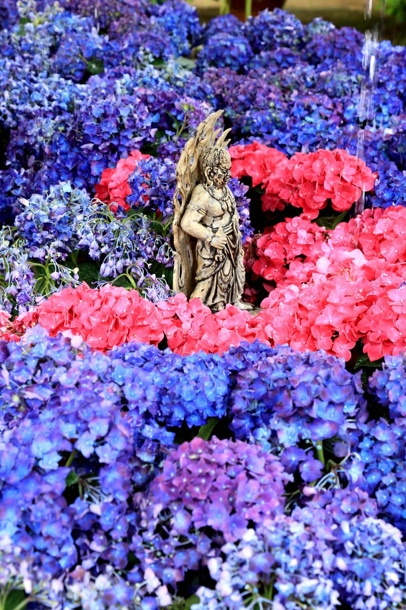 MouseMichi3's tweet photo. 【写真】京都・三室戸寺の紫陽花(1)
#三室戸寺 #紫陽花 #MimurotojiTemple #hydrange
2026/06/05撮影
三室戸寺は梅やツツジで何度か訪れているが
紫陽花の季節には初めてだった。 https://t.co/YsBzAoVrdj
