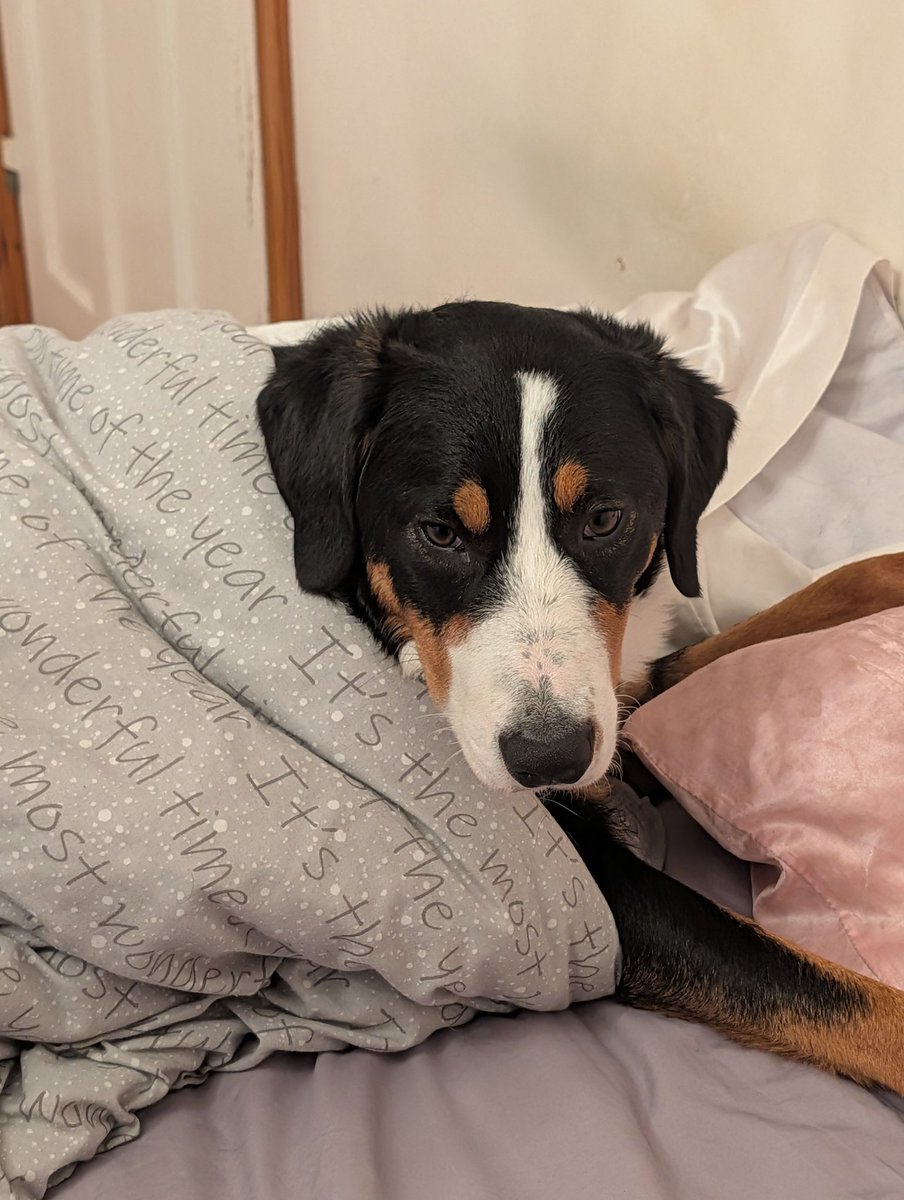 real_midnight_'s tweet photo. Someone wanted to go back to bed https://t.co/mqw75i9cQc