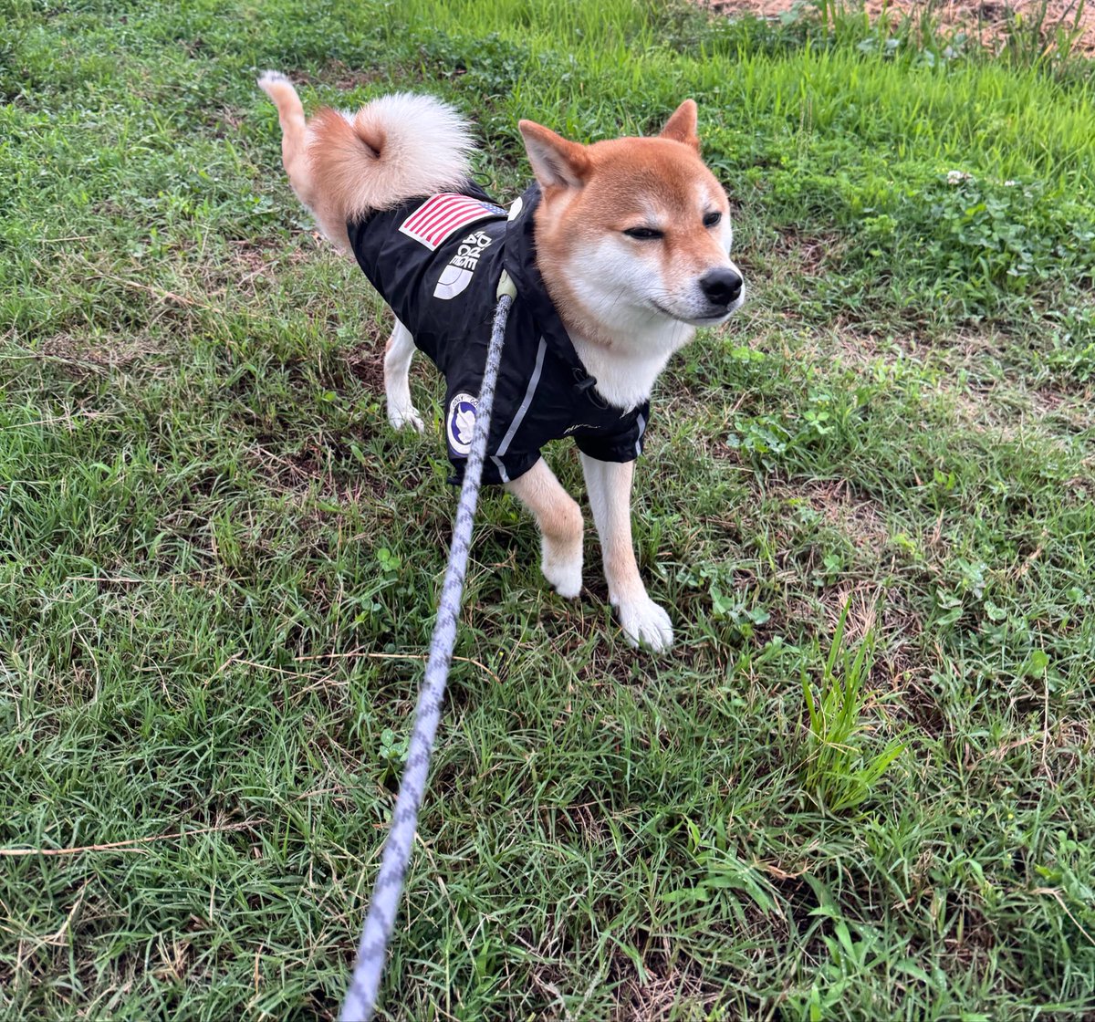 kzFX16's tweet photo. 雨の中柴犬の散歩🐕☂️
う○こ💩からのキック🐾
澄���し顔いただきました🤣 https://t.co/1uGWSKkvlw