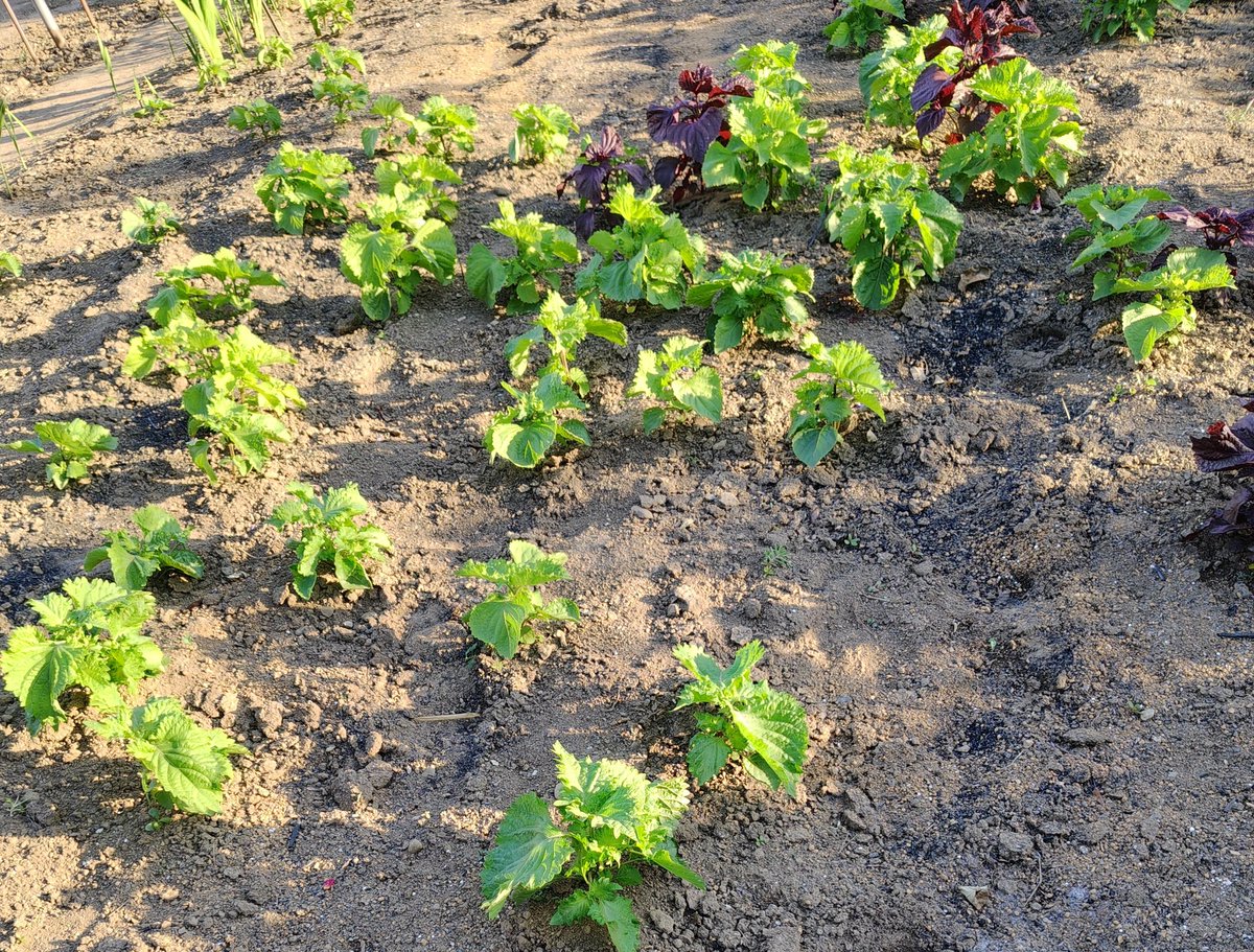 sDIcfDcDte40592's tweet photo. 今夜のメニュー

🍓フルーチェ+🍓
キャベツウィンナー🧄醤油ソテー
キャベツふのり味噌汁
パスタ（昨晩ミートソースのソース余ったのでアレンジ）

今年は大葉が大きいので、しそ巻（味噌、砂糖、小麦粉を加熱しながら練ったものを大葉で包み揚げ焼き）を作りました🙌

皆様今週も宜しくお願いします🙏 https://t.co/wsfcGNGKdO