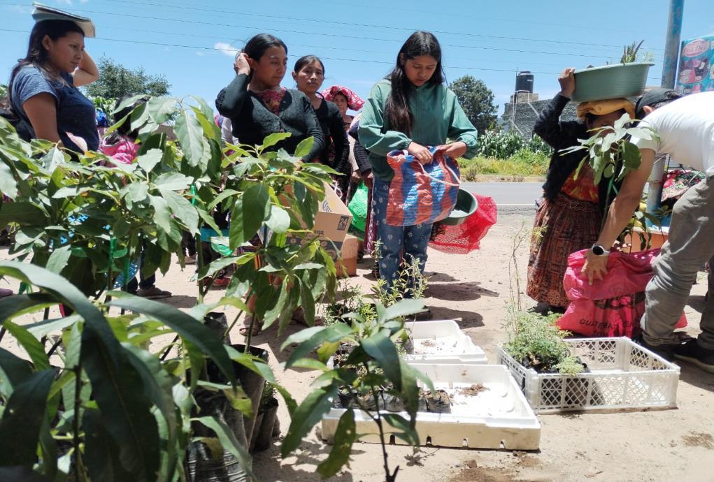 FMusol's tweet photo. 🌱Mujeres agricultoras de San Francisco El Alto y Cabricán fortalecen sus parcelas agroecológicas y la producción de hongo ostra gracias a la entrega de insumos productivos que contribuyen a la seguridad alimentaria, la generación de ingresos y el desarrollo de sus comunidades. https://t.co/mdgEcy9jeo