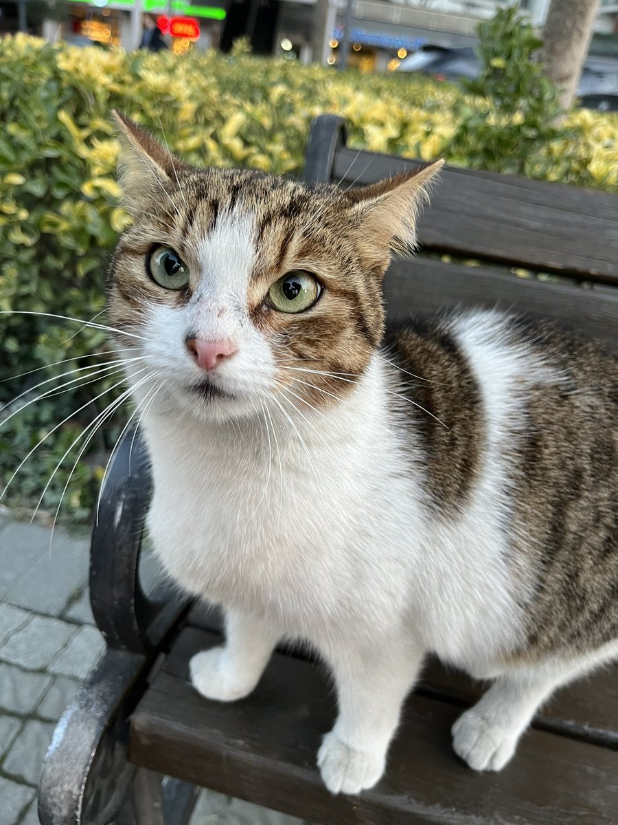 basbezir's tweet photo. Simirli değilim suratım böyle 😾 https://t.co/ARJMmcawAm