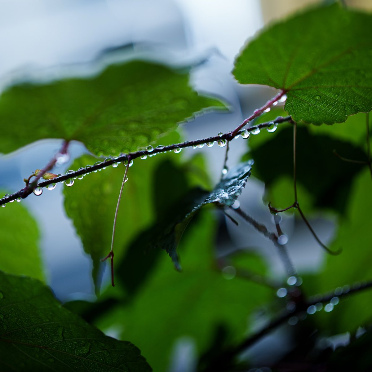 smymtty's tweet photo. #photography #streetphotography #東京カメラ部 https://t.co/KrlhIqAMvE