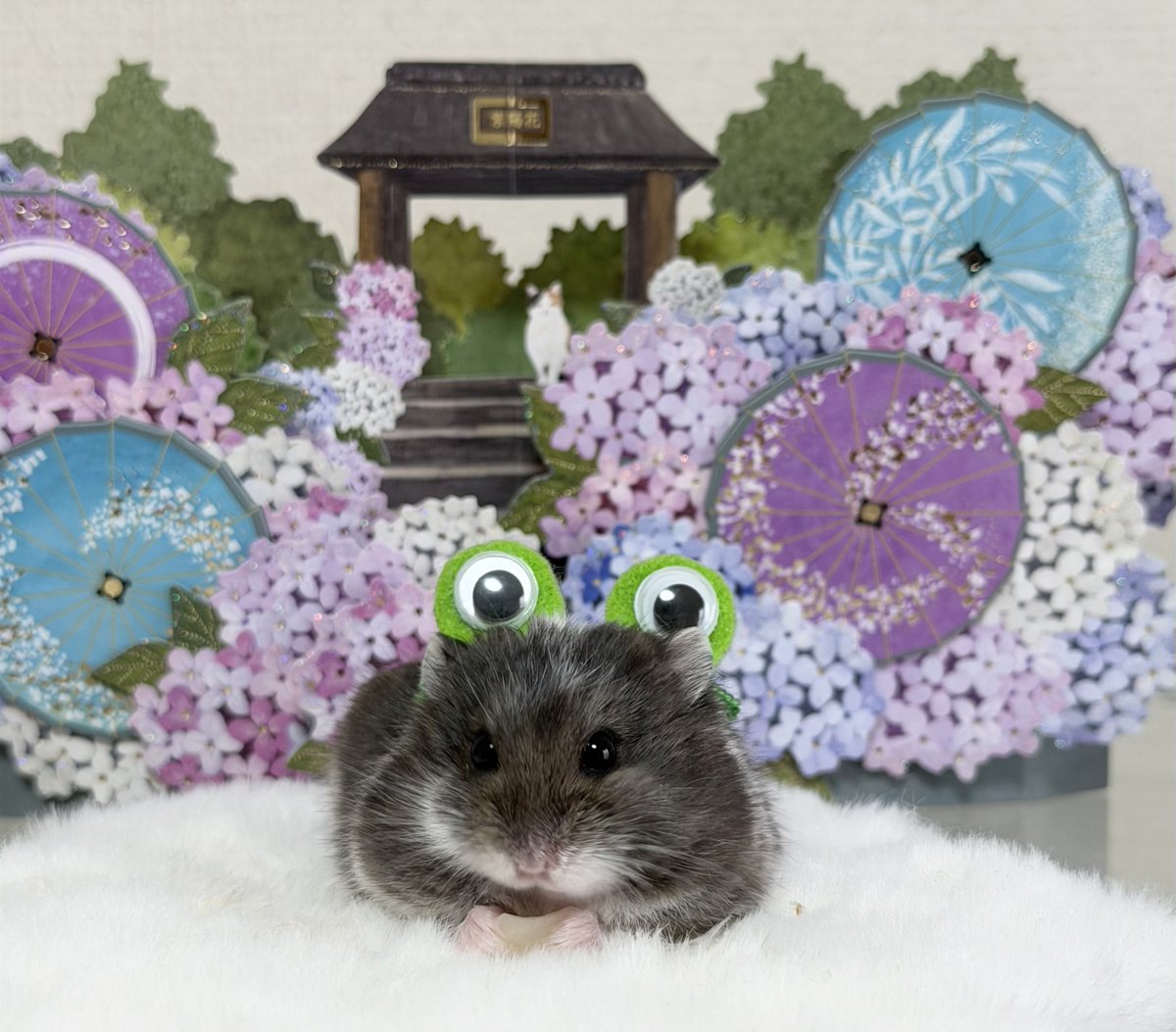 hamhammnm's tweet photo. ロフトで可愛いやつ見つけて
購入したーー(*˘˘*).｡.:*

 #ハムスター https://t.co/62vP5SXCOR