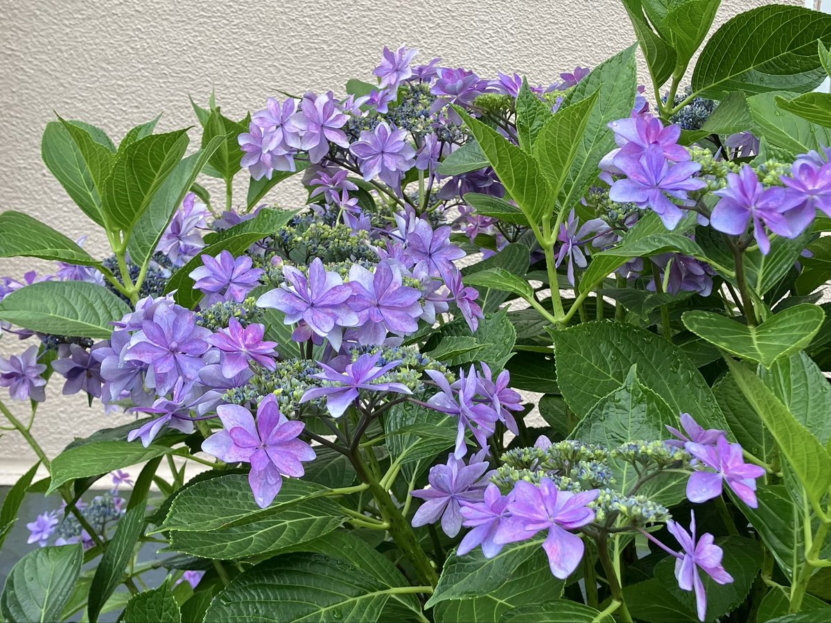 chappyf2's tweet photo. 雨上がりの紫陽花。

いつも通る敷地内に「隅田の花火」とか「ポップコーン」みたいな紫陽花が大きな株で咲いていて、とっても立派で毎年楽しんでます✨ https://t.co/og8ZilbTrN