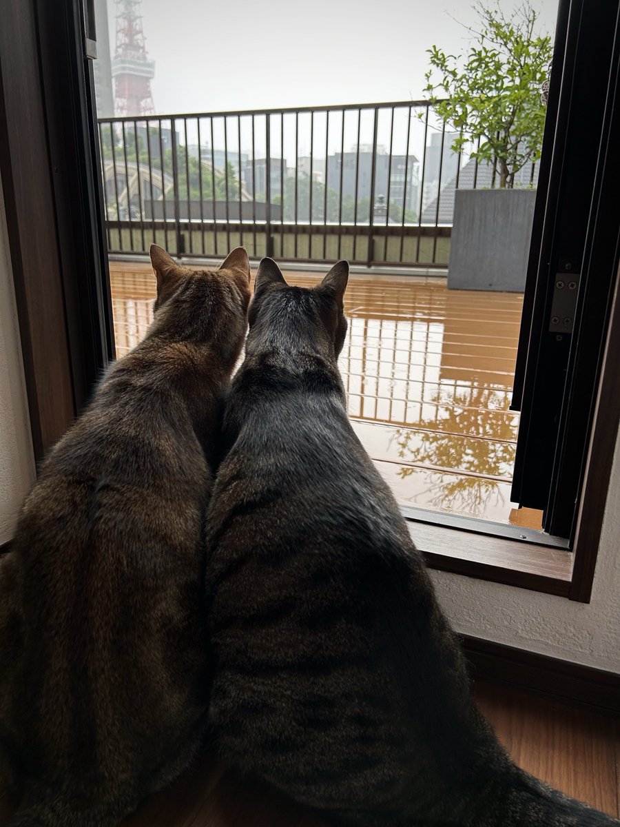 lion007's tweet photo. 梅雨が始まりました。

大好きな屋上も
しばらくお預けだね。 https://t.co/U0gKTm0lsb