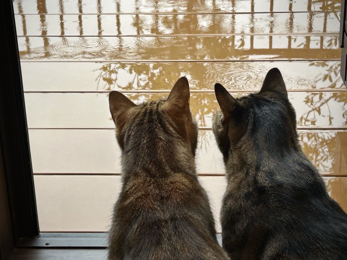 lion007's tweet photo. 梅雨が始まりました。

大好きな屋上も
しばらくお預けだね。 https://t.co/U0gKTm0lsb