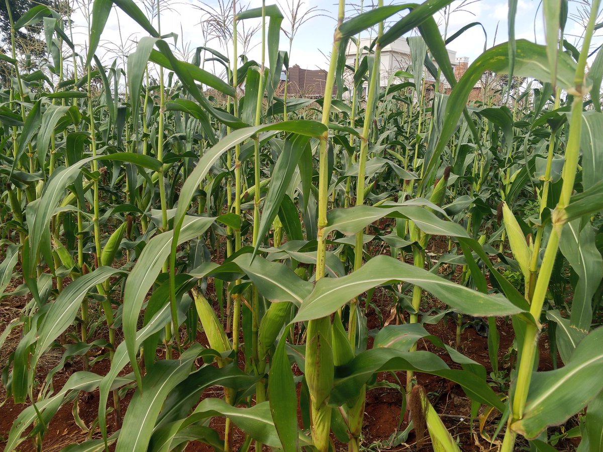 ant1_bruno3's tweet photo. Early morning niko kwa shamba https://t.co/5cIJGAJneQ