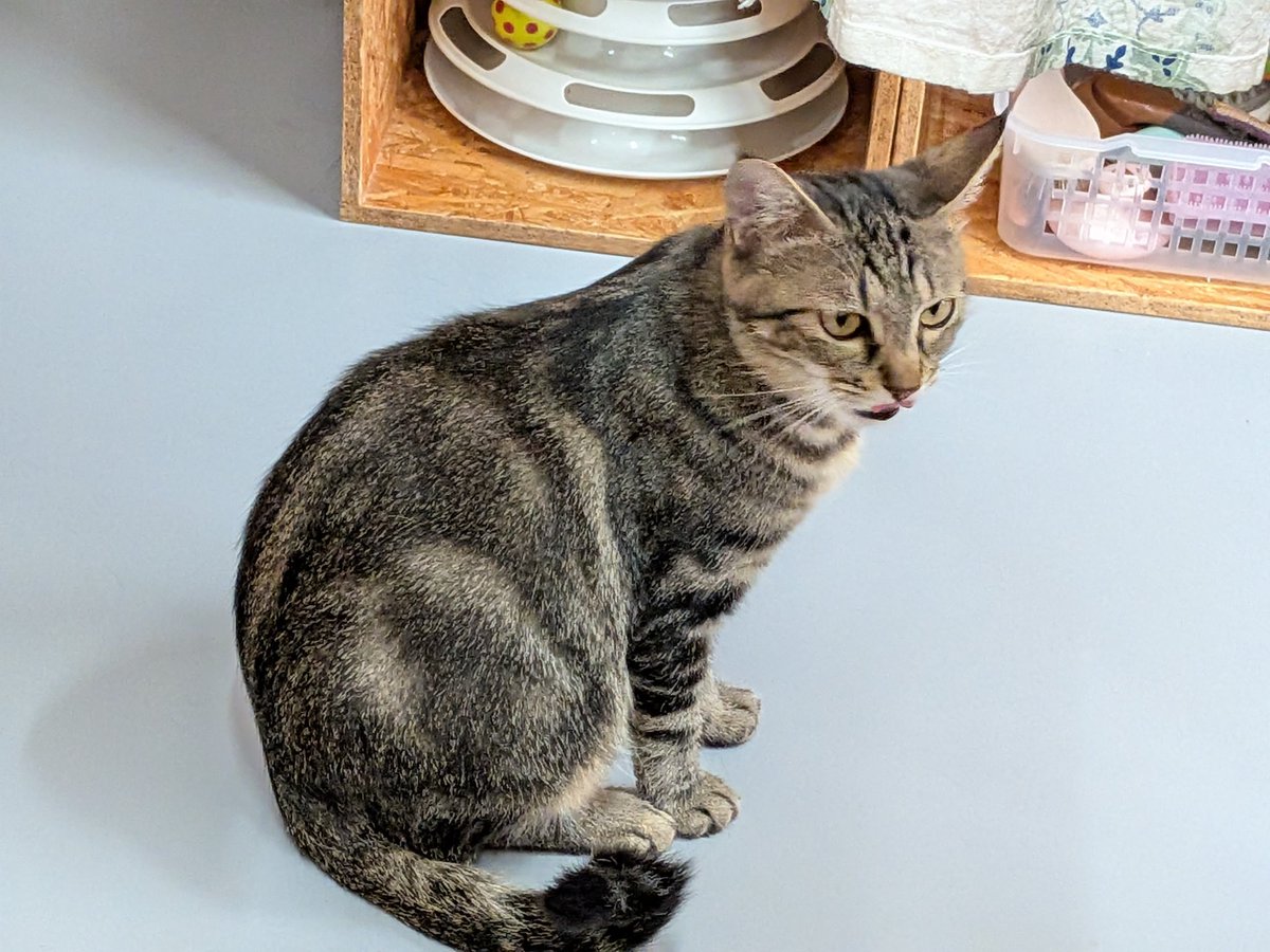 meooow_cat1123's tweet photo. 6/8(月)
ミャーーーオ営業中です🐱
現在(13:40)満席ですので、事前にご連絡くださいませ🙇
☎070-8322-5630
#meooow
#ミャーーーオ
#保護猫カフェ https://t.co/9g58dLVLVn