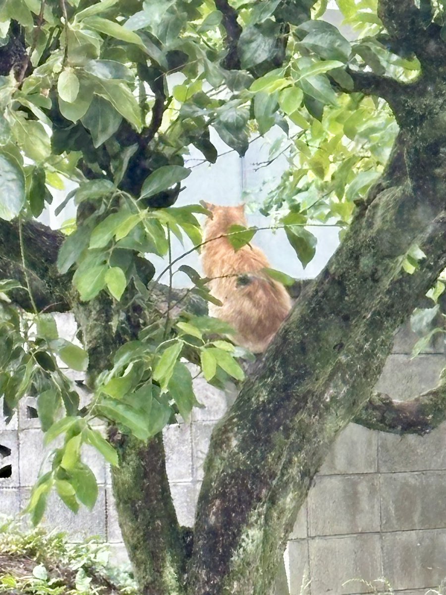 komugi_dasu's tweet photo. 栗の木に猫が生えてた https://t.co/jNYPK9Czp3