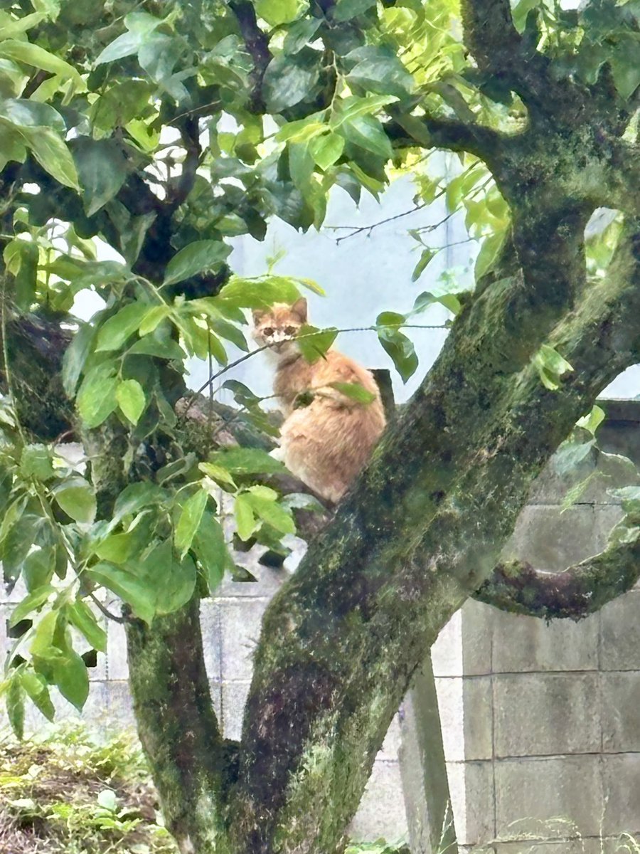 komugi_dasu's tweet photo. 栗の木に猫が生えてた https://t.co/jNYPK9Czp3