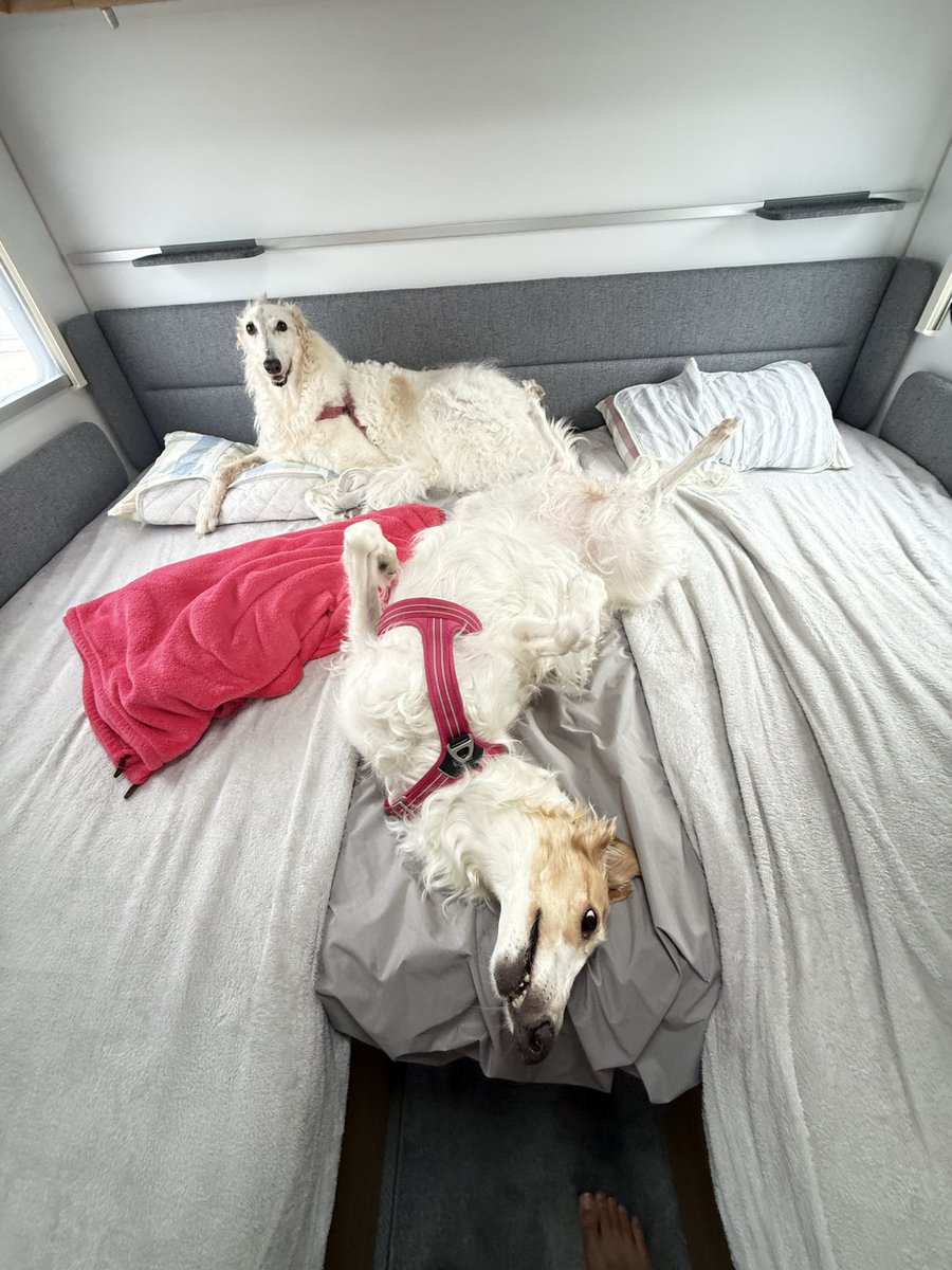 sakurabolu's tweet photo. #borzoi #longdog #dog #ボルゾイ #大型犬 https://t.co/u45WSEBbuq