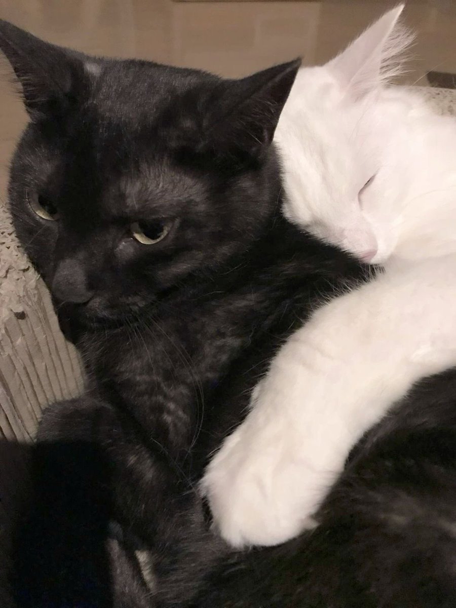 sweetheartstat's tweet photo. kitties https://t.co/DG0uuPQGMp