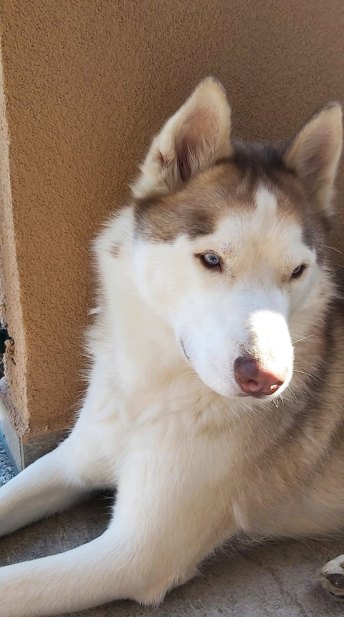 CuoreIschitano's tweet photo. La vita dei cani é troppo breve...
La loro unica colpa, in realtà. 

#Bryant💙 #Moose💙 https://t.co/btU0oqHXnf