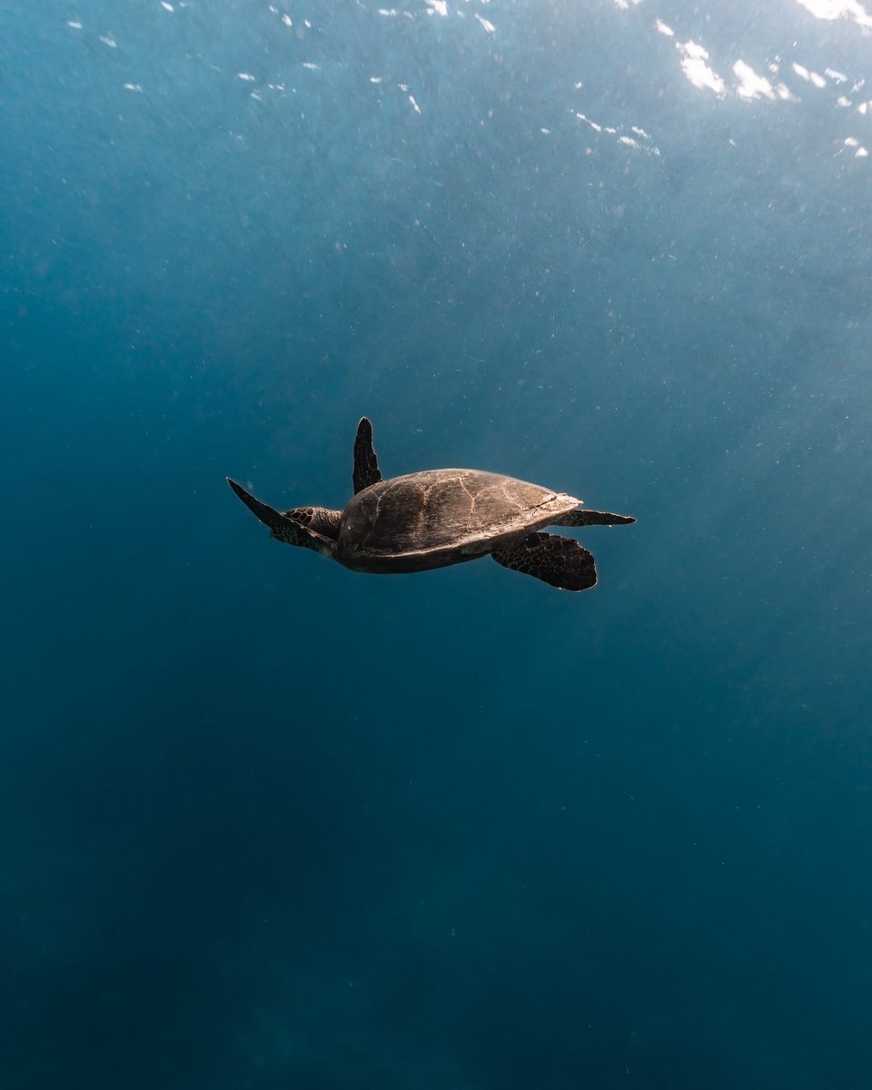 Timmboslice_'s tweet photo. Happy World Ocean Day 💙 https://t.co/dP0pDsgzgl