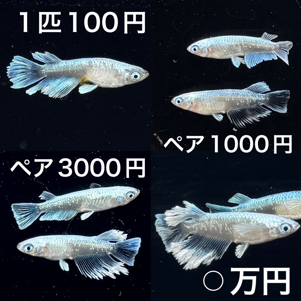 うちの店では、同じ品種でもグレードによってお値段が変わります? 1匹 