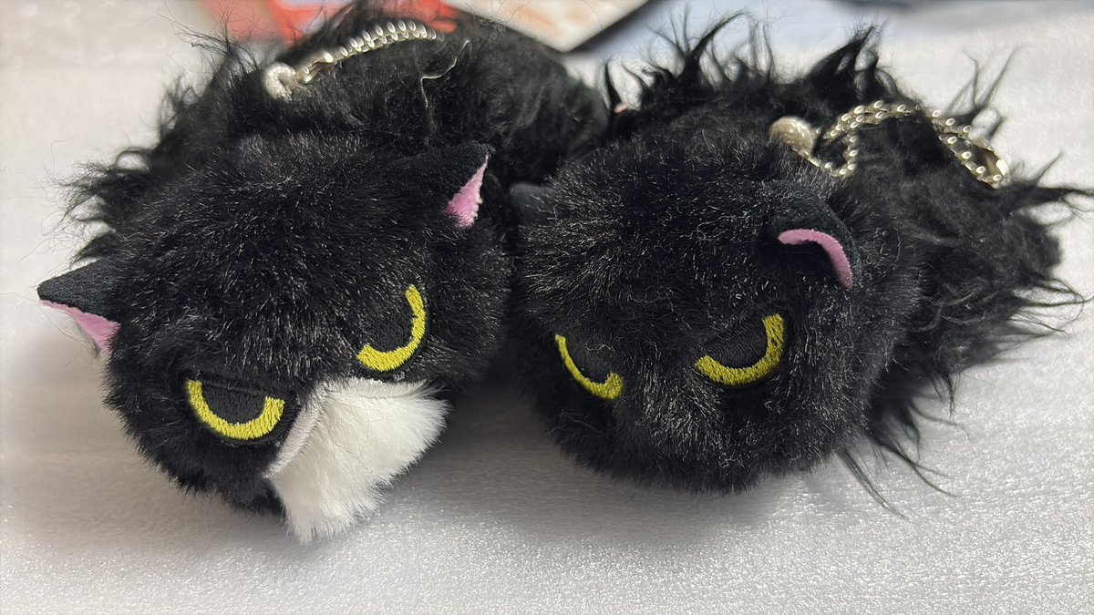 fmtd74's tweet photo. ₍^.ˬ.^₎増えた。グレーもほしくなってきた。 https://t.co/f8f0a0HnUV