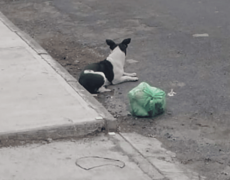 AcervoCharts's tweet photo. Cachorrinha foi abandonada com sua sacola de brinquedos e passou dias esperando os donos.

O final da história foi feliz, ela foi resgatada e ganhou uma nova família. https://t.co/9hcPnBYkTj