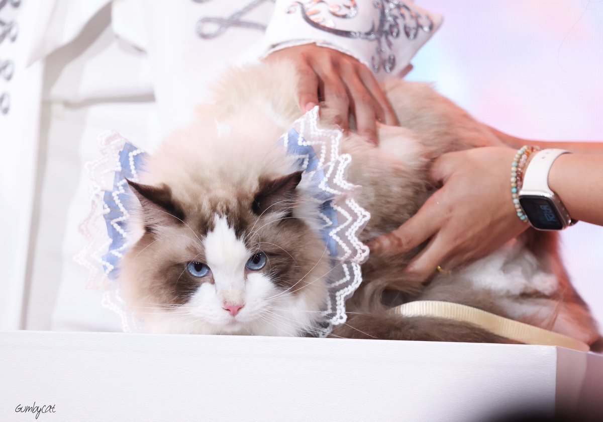 Gumbycat3's tweet photo. พ่อพ่อกับจุ๊มุ หล่อกินกันไม่ลง

#NekkoxGeminiFourthPhuwin
#Gemini_NT https://t.co/rrudKoVJ8y