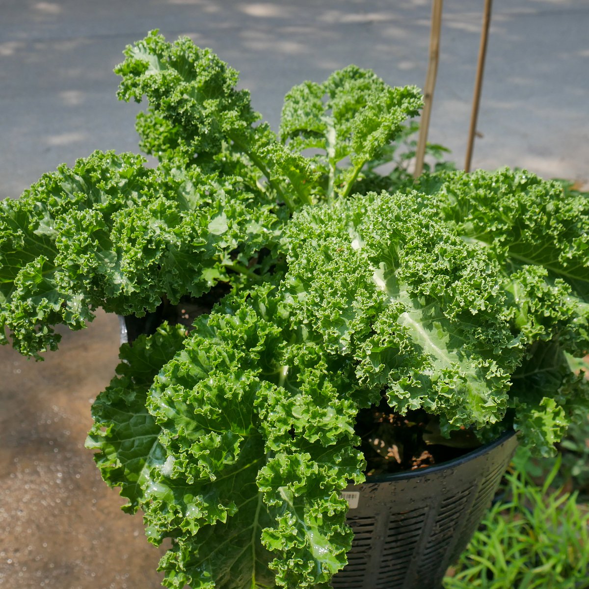 Patito_Neri's tweet photo. Just tried the new organic spinach from the local farm—super fresh, crisp and packed with earthy sweetness, perfect for morning smoothies or salads! #FoodFind #FreshProduce https://t.co/owISM9qyll