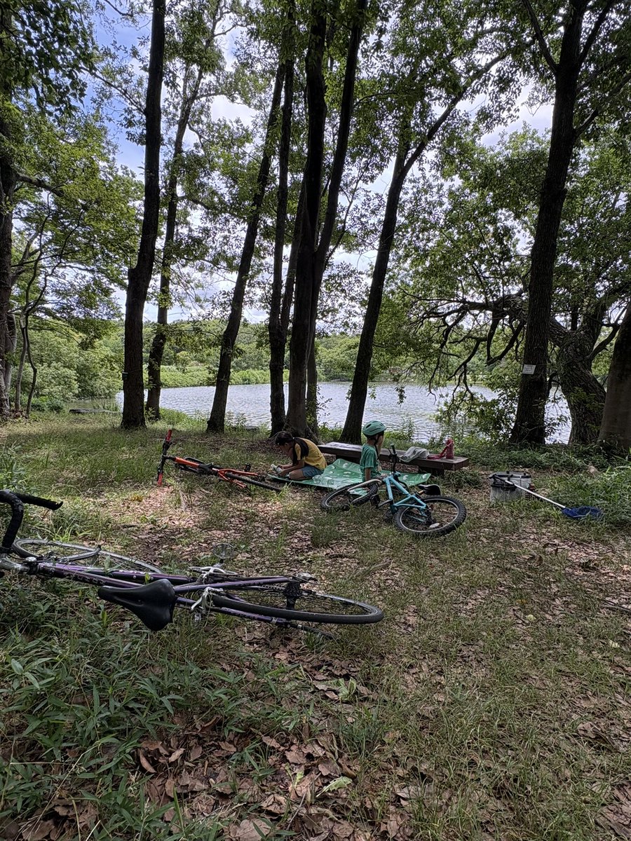 _catfishtail's tweet photo. 運動会の代休日。自転車で魚釣りへ。
鯰の餌を釣るつもりがモロコ釣れた。
餌にするの勿体ないなあ。 https://t.co/BkIUldW4OV